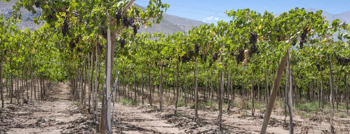 Viña Choapa: el vino que nació donde Chile se hace más angosto