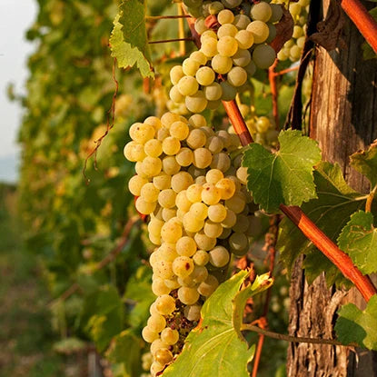 Variedades de uvas: Uvas Blancas de Francia