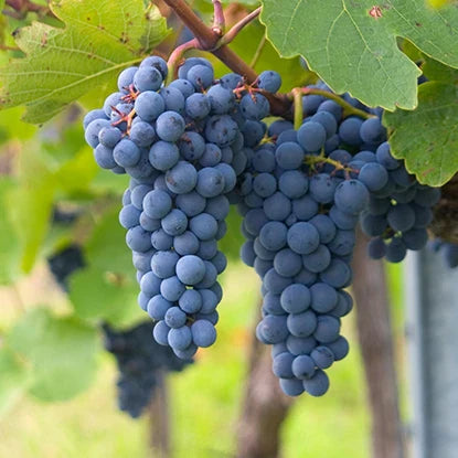 Variedades de uvas: Uvas Tintas de Francia