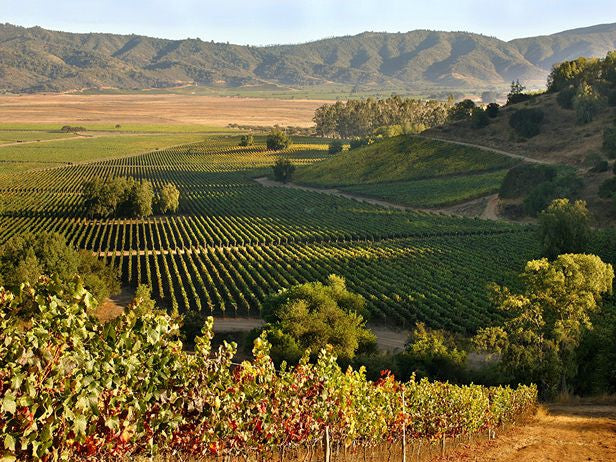 Viñedos del Valle de Casablanca cubiertos por la neblina del Pacífico