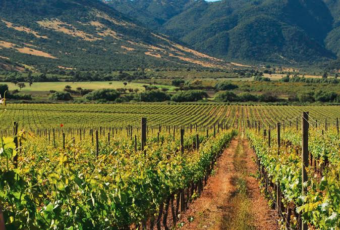 Viñedos del Valle de Colchagua con la cordillera de los Andes y los cerros de Apalta