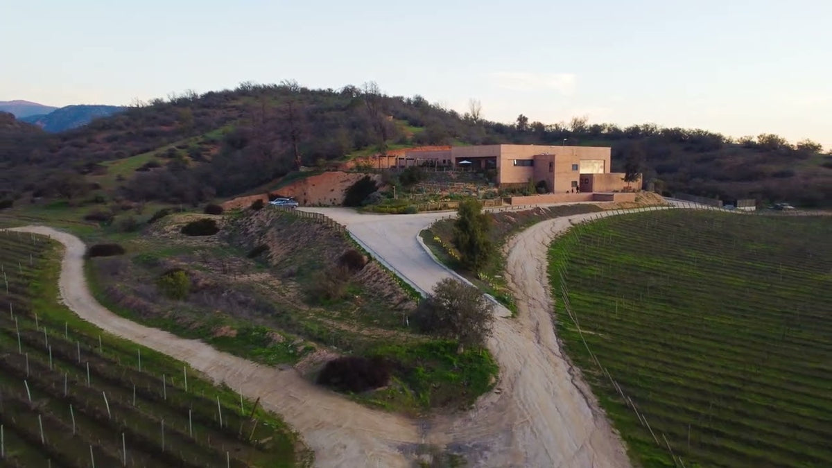 Foto del viñedo de Tanagra en cabeza con la neblina de la mañana. Viñedo de syrah en cabeza de Tanagra, Viña Villard, Tapihue, valle de Casablanca