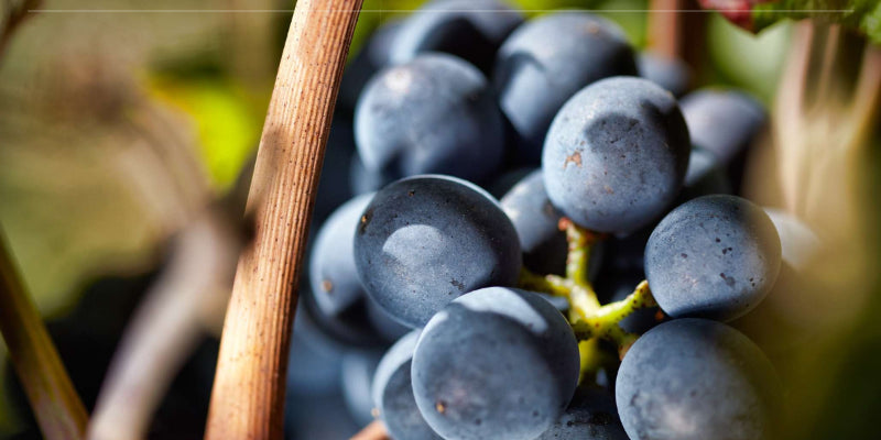 Pinot Noir: la cepa más difícil del mundo (y por qué vale cada intento)